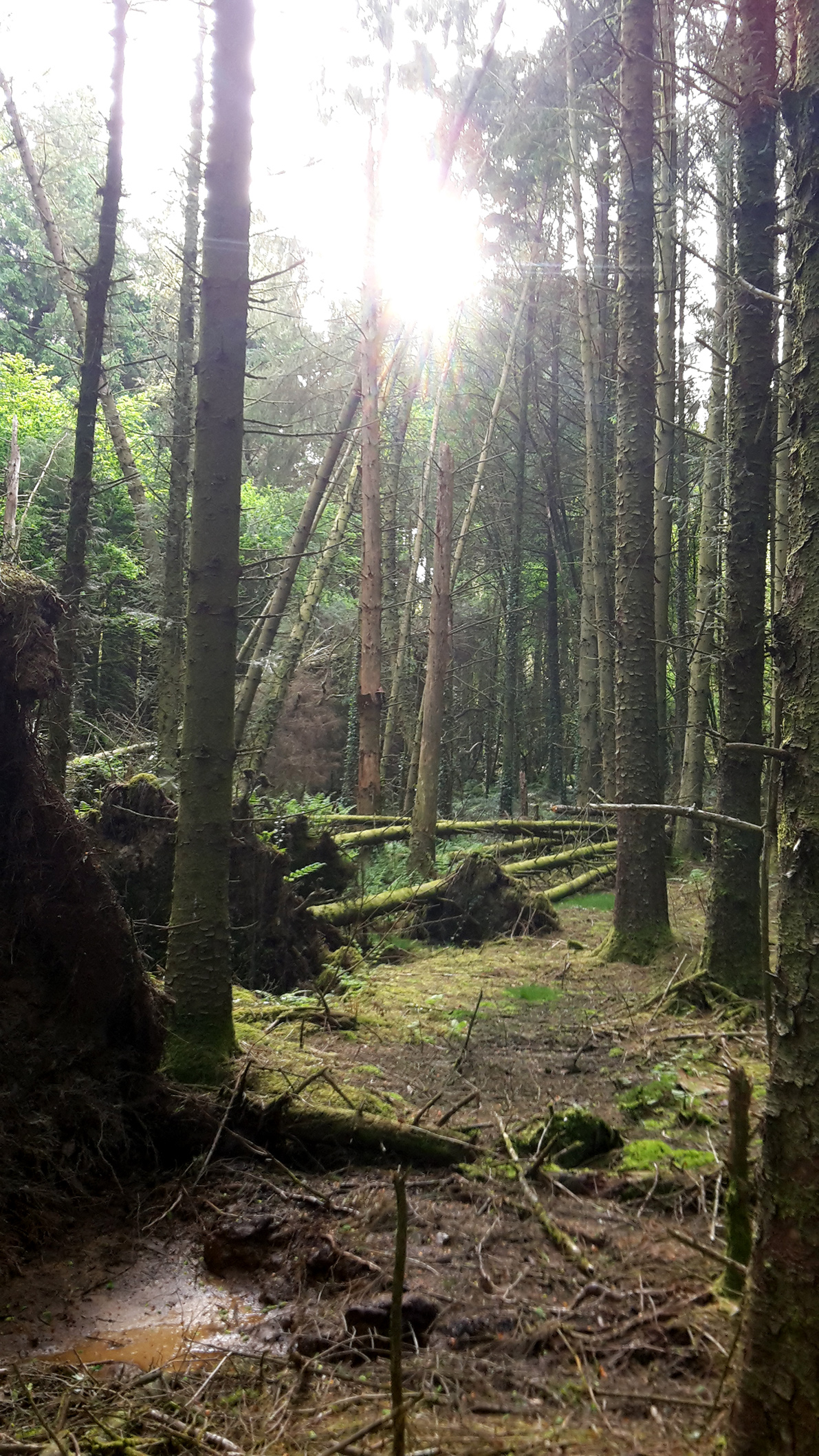 Trees torn down in Tumble Woods Post-storm damage in Tumble Wood